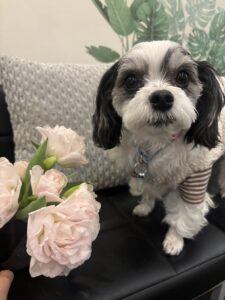 チップ　チューリップ